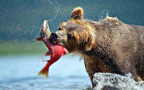 Alaskan Brown Bear With A Salmon Animal Nature Salmon Bear River