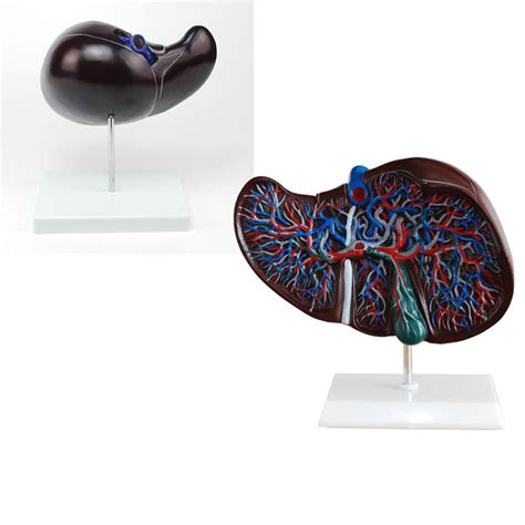 Human Liver Model Anatomical Liver Model Liver And Gallbladder