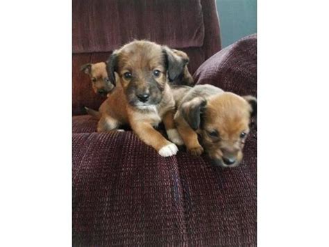 2 lovely Jack Chi Puppies in Rochester - Puppies for Sale Near Me