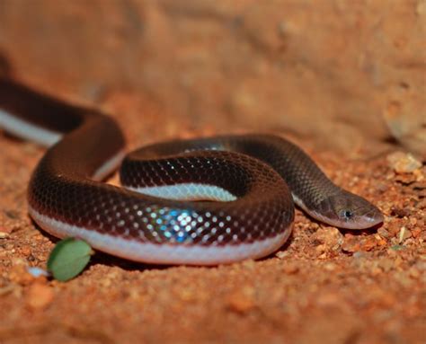 A newly-discovered 'stiletto snake' can strike at you sideways | Metro News