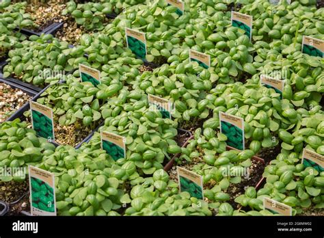 Large Green Ocimum Basilicum Basil Herb Plants Growing In Containers