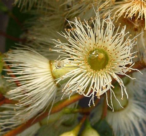 Eucalyptus Melliodora Eucalipto Mel Fero Yellow Box Th Jardins