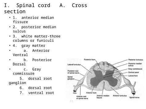 Pptx I Spinal Cord A Cross Section 1 Anterior Median Fissure 2