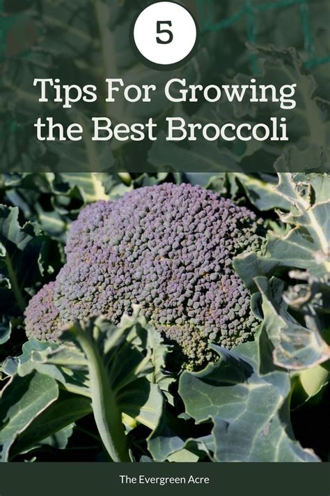 Five Tips For Growing The Best Broccoli Growing Organic Vegetables