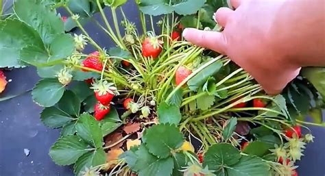 Сорта земляники разного светового дня, для урожая и конвейера | Сайт о ...