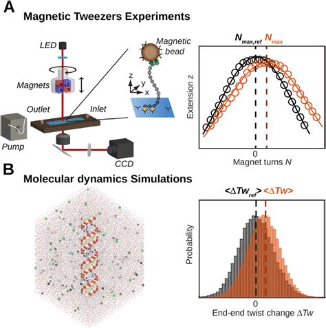 Magnetic Tweezers And Molecular Dynamics Simulations Reveal The Salt