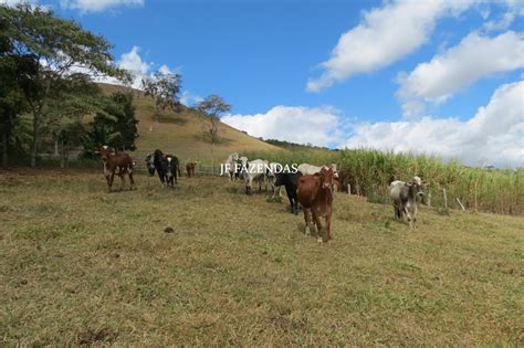 Sitio Em Bicas MG 34 90 05 Hectares JF Fazendas