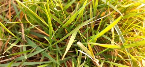 Grass Turning Yellow Causes And Solutions For Yellowing Lawns