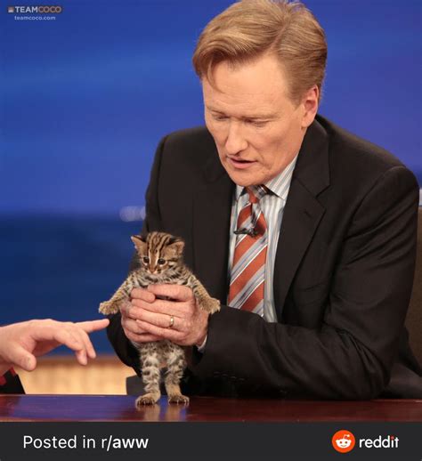 Psbattle Host Holding Small Cat Rphotoshopbattles