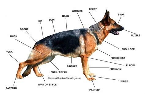 German Shepherd Anatomy Diagram