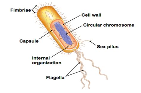 The Tissue Level Cell Junctions The Epithelial Tissues Connective