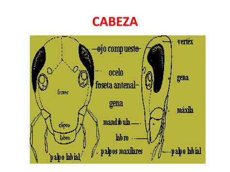 Anatomia Externa De Los Insectos Ppt Descarga Gratuita