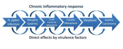 Lecture Helicobacter Pylori Flashcards Quizlet