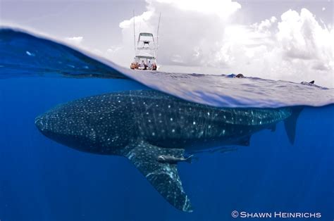 Whale Sharks – Isla Mujeres, Mexico 2012 | Blue Sphere Media