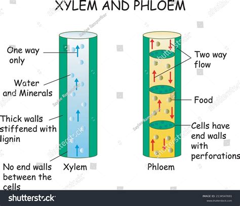 Xylem And Phloem Diagram For Kids