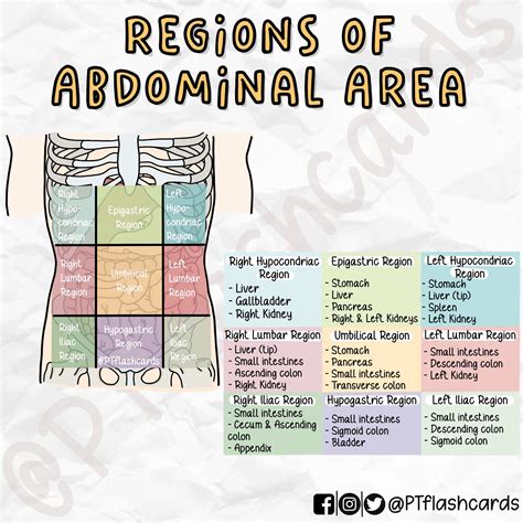 Pt Flashcards On Twitter Rt Ptflashcards 9 Regions Of The Abdominal