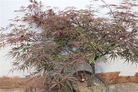 34 Year Old Ever Red Lace-Leaf Japanese Maple Specimen Bonsai Tree