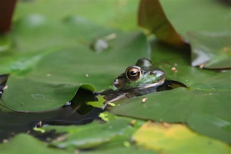 Northern Green Frogs And Tadpoles Ypsilanti Michigan Se Flickr