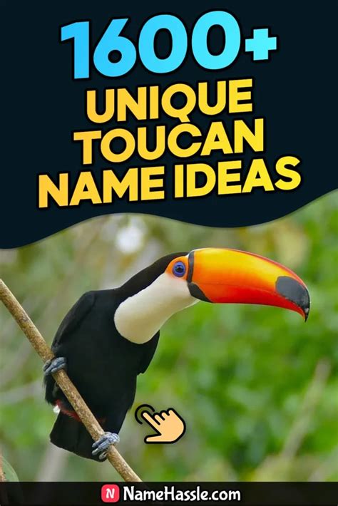 1660+ Cute And Catchy Toucan Names Ideas (Generator) 2025