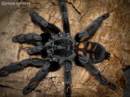 Psalmopoeus Irminia Dc Samica Papaspiders Pl