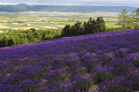 16 Must-See Flower Gardens Around Japan (2023 Edition) | tsunagu Japan