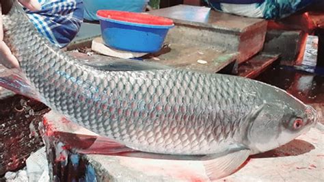 Amazing Cutting Skills Ll ROHU FISH Skinning Chopping By Expart Fish