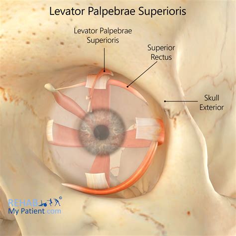 Levator Palpebrae Superioris Cadaver