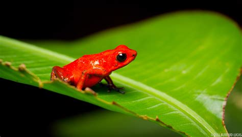 Strawberry Poison-dart Frog | Will Burrard-Lucas