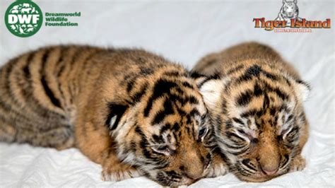 Tiger Island’s twin cubs make their public debut (PHOTO) – SheKnows