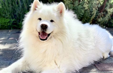 Huge White Fluffy Dog Breed