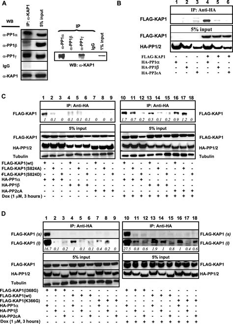 Sumoylation Of The Transcriptional Co Repressor Kap Is Regulated By