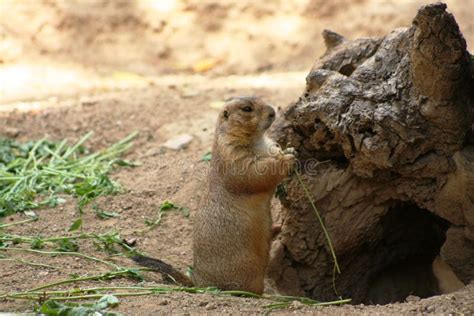 Pocket Gopher In Wild Habitat Stock Photo Image Of Brown Terrain