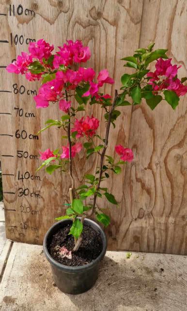 Big Bougainvillea Plant In Cm Pot Noble Park Vic Plants Gumtree