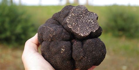 Discover the Best Places to Buy Truffle Mushrooms Online Today - Hunter Games Magazine
