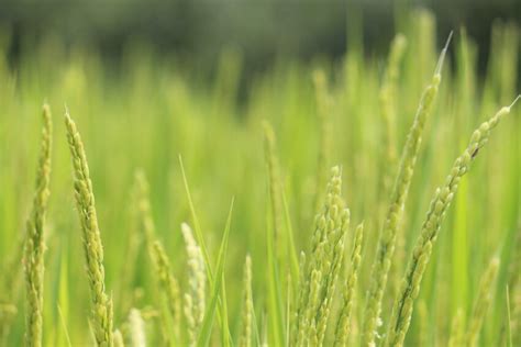 Imagine gratuită natura iarba domeniul agricol soare zi cereale