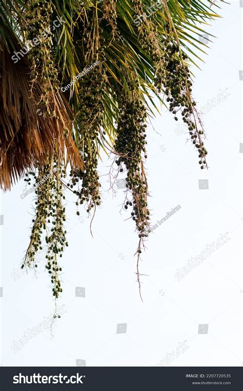 Carnauba Bunch Fruit Palm Tree Native Stock Photo 2207720535 | Shutterstock