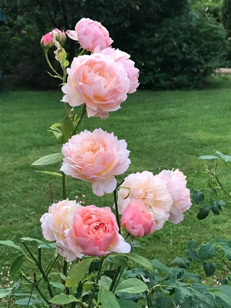 David Austin Climbing Roses Artofit