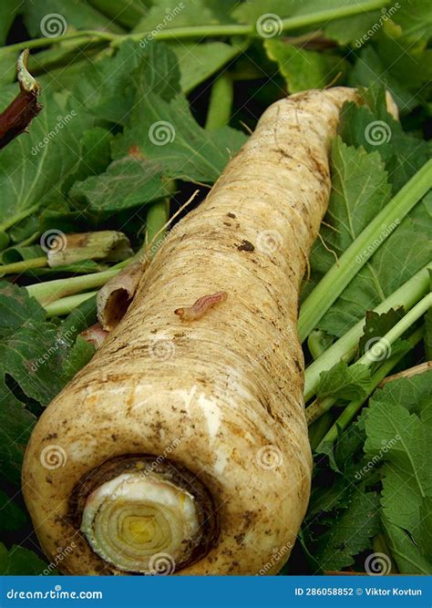 The Pest of Cruciferous Root Crops is the Cabbage Worm Stock Photo