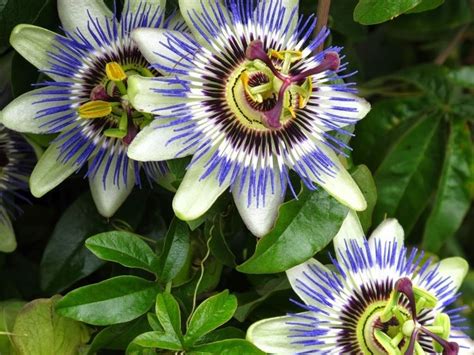 Passiflora incarnata - Alchetron, The Free Social Encyclopedia