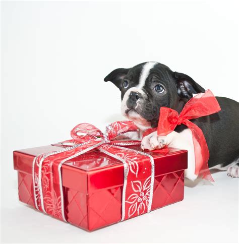 Cute Pictures of Christmas Puppies | POPSUGAR Family