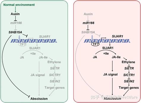 项目文章 转录组和植物激素检测解析番茄花梗脱落机制 知乎