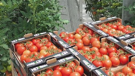 Attention Ne Conservez Surtout Pas Vos Tomates Au Frigo