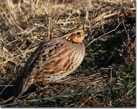 Backyard Bird Cam Northern Bobwhite Female Quail