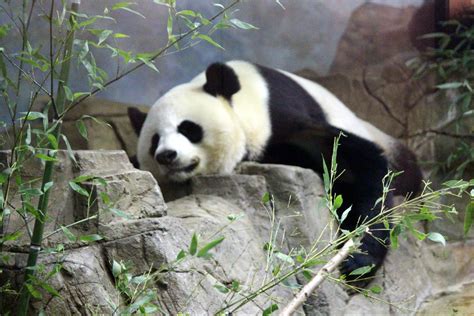 The National Zoo Celebrates 50 Years Of Giant Pandas Washingtondc