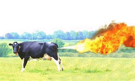 Flatulent Cows Start Fire At German Dairy Farm India Today