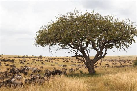 Grand Paysage De Migration Le Kenya Afrique Image Stock Image Du