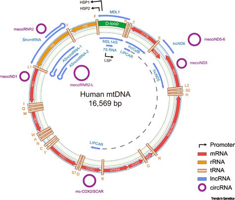 Emerging Functions Of Mitochondria Encoded Noncoding RNAs Trends In