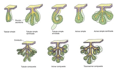 La Histoteca Tejido Epitelial Glandular