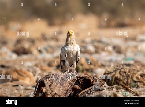 Egyptian Vulture Or Neophron Percnopterus Portrait In Natural Green