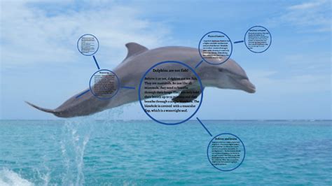 Bottlenose Dolphin Adatations By Mikayla Szabados On Prezi